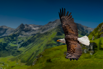 Binomo: новый турнир Eagle