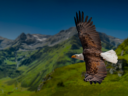 Binomo: новый турнир Eagle